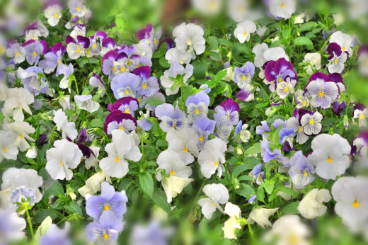 846369 (a): :2500x1660